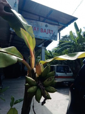 Homestay Bajet Tanah Merah Lily